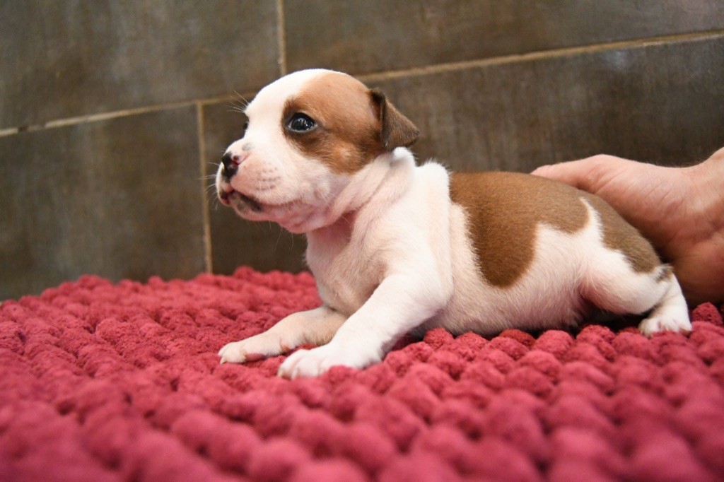 Of Joep'staff - Staffordshire Bull Terrier - Portée née le 21/06/2019
