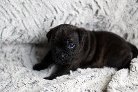 ROXY 