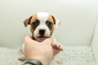 CHIOT