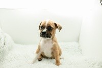 CHIOT