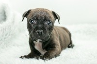 CHIOT