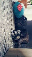 CHIOT